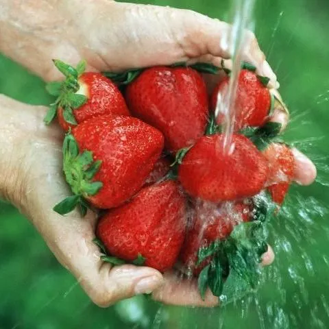 thumbnail for publication: Growing Strawberries in the Florida Home Garden
